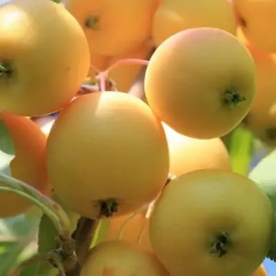 Яблоня УРАЛЬСКОЕ НАЛИВНОЕ в Бобруйске