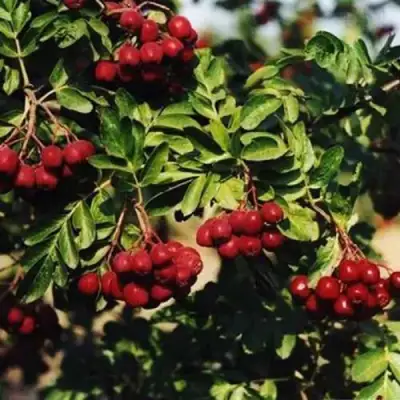 Рябина РУБИНОВАЯ сладкоплодная в Бобруйске