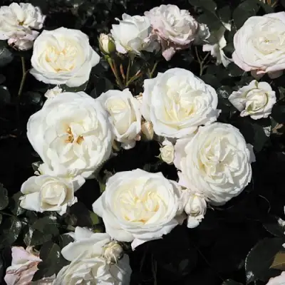 Роза АЛАБАСТЕР флорибунда в Бобруйске