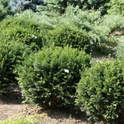 Тис НАНА остроконечный  в Бобруйске