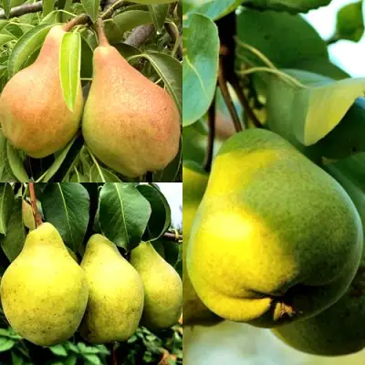 Комплект НАСТОЯЩИЙ ВОСТОРГ в Бобруйске