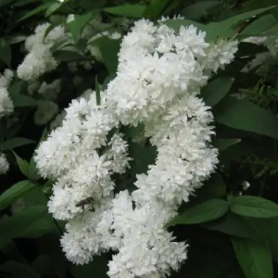 Дейция КАНДИДИССИМА шершавая в Бобруйске