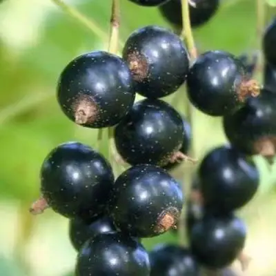 Смородина черная СТРЕЛЕЦ в Бобруйске