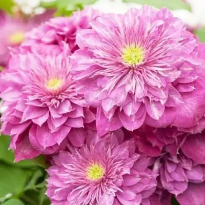 Клематис КАЙЗЕР в Бобруйске