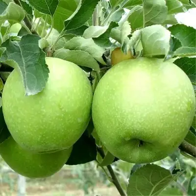 Яблоня РЕНЕТ СИМИРЕНКО в Бобруйске