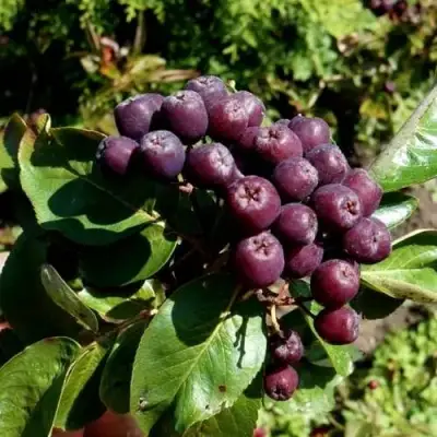 Рябина ЛИКЁРНАЯ сладкоплодная в Бобруйске