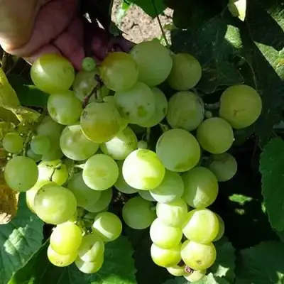 Виноград БАРС в Бобруйске