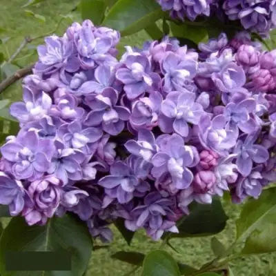 Сирень АМИ ШОТТ в Бобруйске