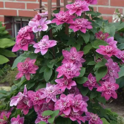 Клематис МАЙ ДАРЛИНГ  в Бобруйске