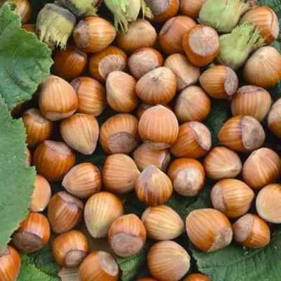 Фундук ТОНДА РОМАНА в Бобруйске