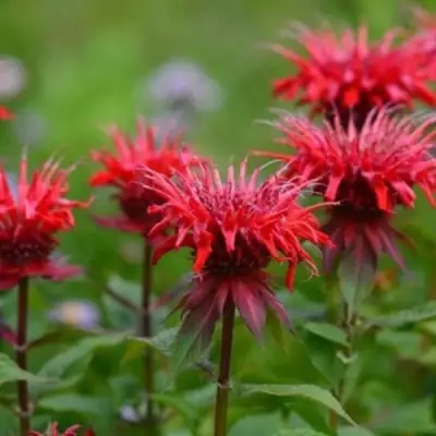 Монарда ПАНОРАМА РЕД в Бобруйске