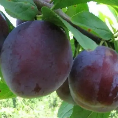 Слива СТАРТОВАЯ в Бобруйске