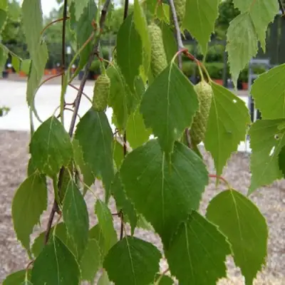 Береза ФАСЦИНЕЙШЕН белая  в Бобруйске