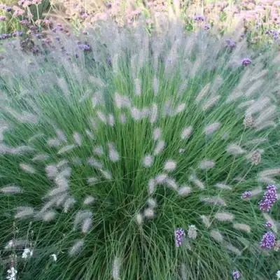 Пеннисетум ХАМЕЛН в Бобруйске