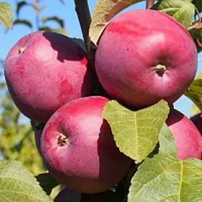 Яблоня ЗОРКА в Бобруйске