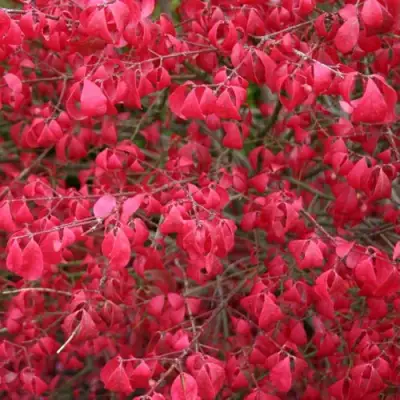 Бересклет КОМПАКТУС  в Бобруйске