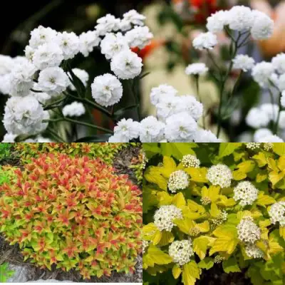 Комплект СОЛНЕЧНЫЙ МИКС в Бобруйске