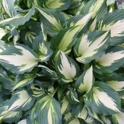 Хоста КРИСМАС КЭНДИ гибридная в Бобруйске