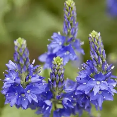 Вероника австрийская в Бобруйске