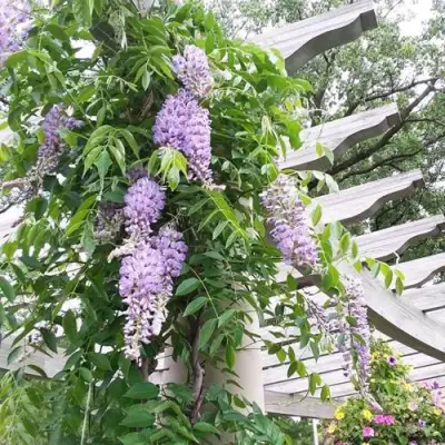 Глициния макростахия БЛЮ МУН в Бобруйске