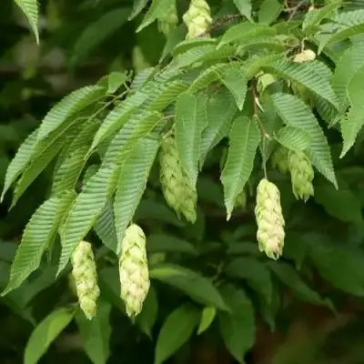 Граб японский в Бобруйске