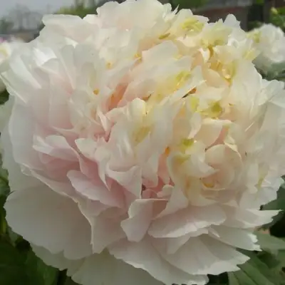 Пион ЗОЛОТОЙ ИЗУМРУД древовидный в Бобруйске