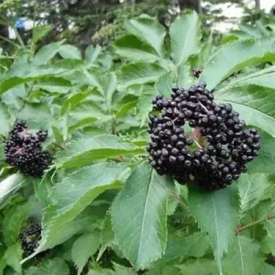 Бузина черная КЛАДЗЕЗЬ в Бобруйске