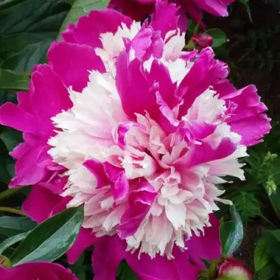 Пион КАПЛЯ РОСЫ травянистый в Бобруйске