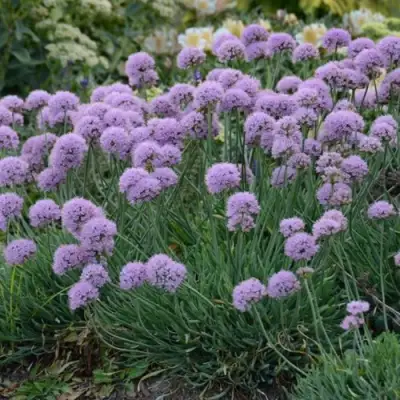 Лук ЛИЗА БЛЮ стареющий в Бобруйске