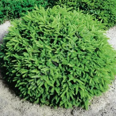 Ель НИДИФОРМИС обыкновенная в Бобруйске