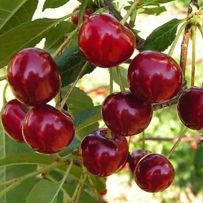 Черешня СЮБАРОВСКАЯ в Бобруйске