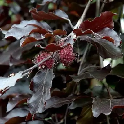 Бук лесной АТРОПУНИЦЕА в Бобруйске