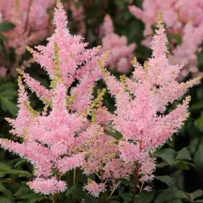 Астильба ЮНИК САЛМОН гибридная в Бобруйске