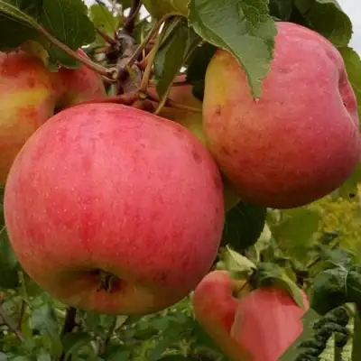 Яблоня БОЛОТОВСКОЕ в Бобруйске