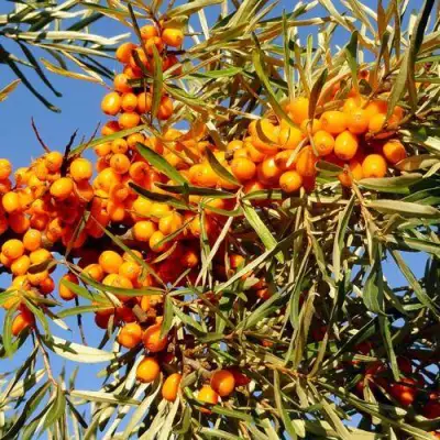 Облепиха ДАР МГУ в Бобруйске