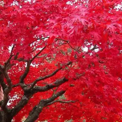 Клен гиннала  в Бобруйске