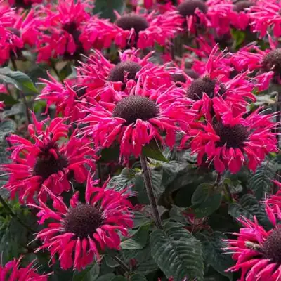 Монарда БИ МЭРИ гибридная в Бобруйске