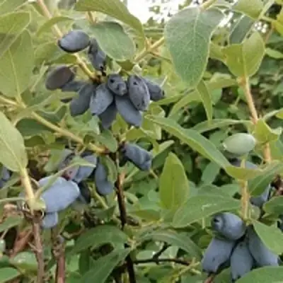 Жимолость съедобная НИМФА (ГАММА) в Бобруйске