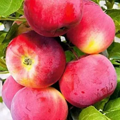 Яблоня СЕРЕБРЯНОЕ КОПЫТЦЕ в Бобруйске