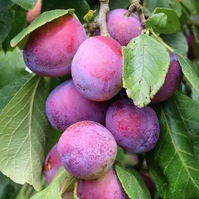 Слива БЛЮ СВИТ колонновидная в Бобруйске