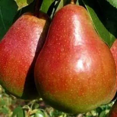 Груша ГЕРА в Бобруйске