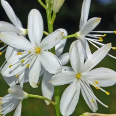 Венечник ветвистый в Бобруйске