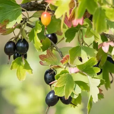 Смородина золотистая БЛЭЙКСТ в Бобруйске