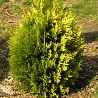 Туя КОППЕР ГОЛД западная в Бобруйске