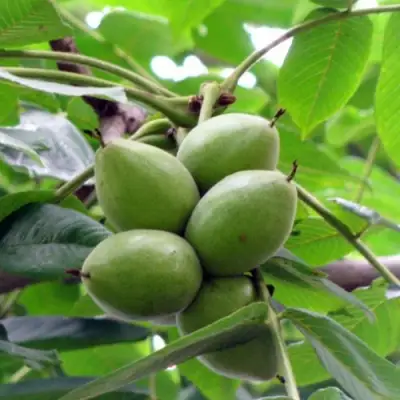 Орех маньчжурский МИЧУРИНЕЦ в Бобруйске