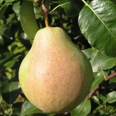 Груша ЛИРА в Бобруйске