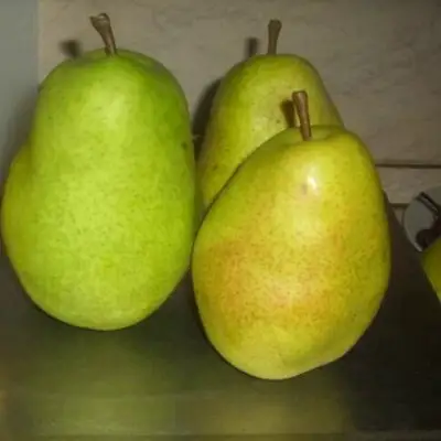 Груша БЕРЕ ЛЮКА в Бобруйске