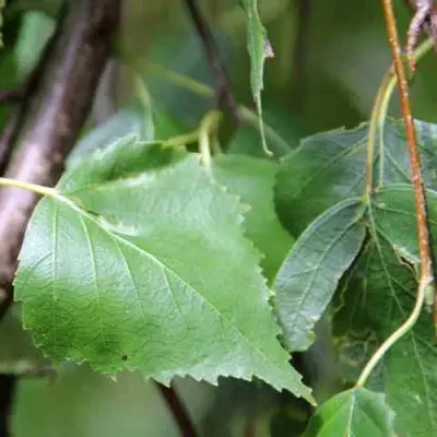 Береза ПОВИСЛАЯ в Бобруйске