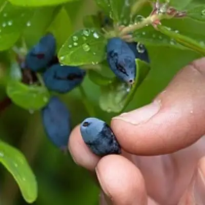Жимолость съедобная АМФОРА в Бобруйске