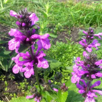 Буквица крупноцветковая в Бобруйске